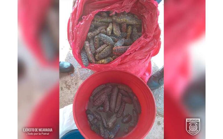 Distrito Naval Caribe ocupa tortugas y pepinos de mar en el muelle de Puerto Cabezas