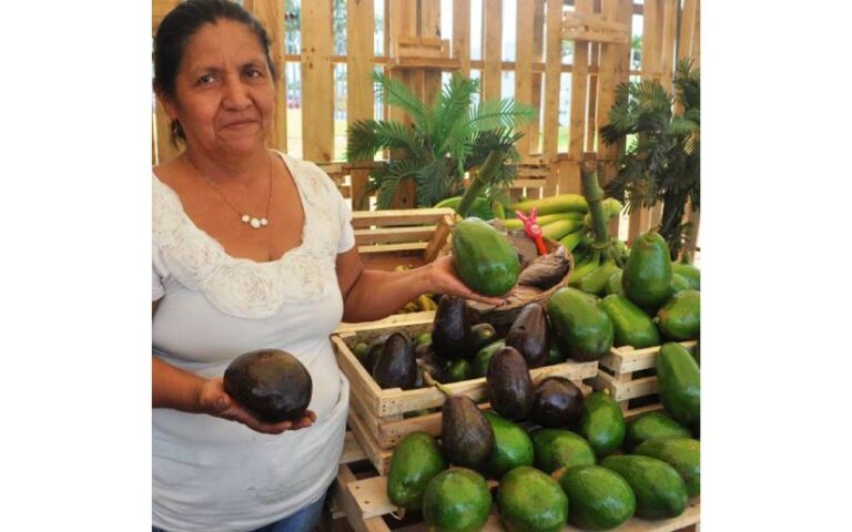 Reportan excelente cosecha de aguacate en plantaciones durante enero-mayo 2024