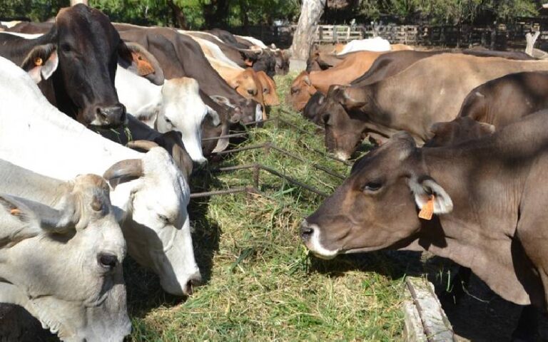 Ministerio Agropecuario inicia el Estudio Nacional al Hato Ganadero 2024