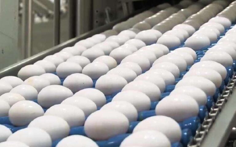 Producción nacional de huevo aumenta en Nicaragua en el periodo de enero-abril del 2024