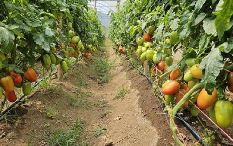 Registran buena salida de cosecha de hortalizas en Nicaragua durante el mes de junio