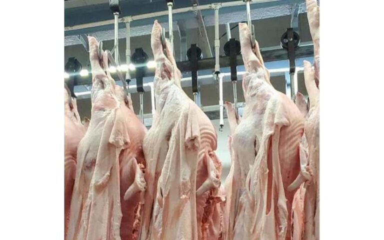 Crece la producción nacional de carne de cerdo en Nicaragua