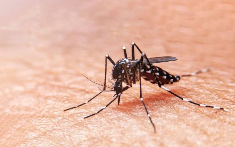 El Dengue, Culpa de Todos