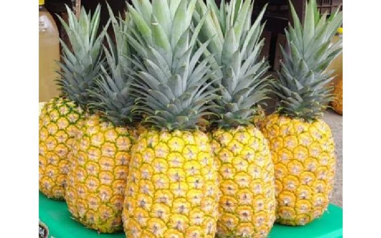 Producción de pitahaya y piña con buenos resultados hasta junio del 2024