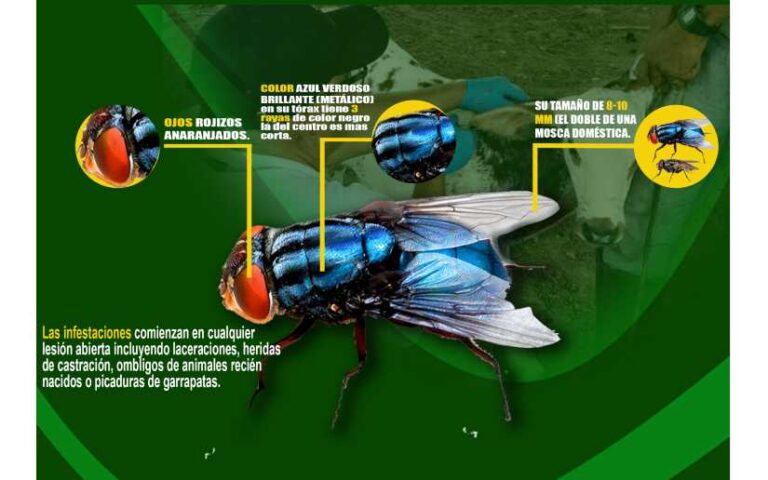 IPSA: Plan de contención y control del Gusano Barrenador del ganado