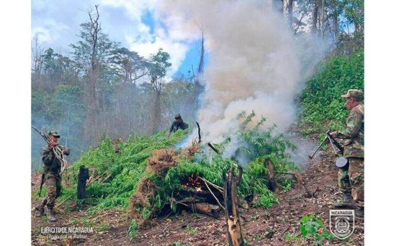 Comando Militar Regional incautó e incineró plantíos de Marihuana en la Costa Caribe Norte