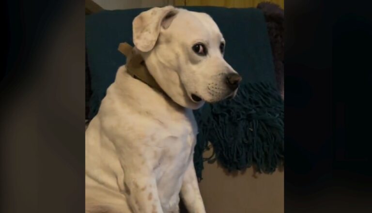 Proponen el testimonio de un perro en un juicio