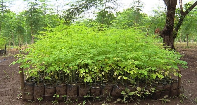 Presentarán libro popular sobre el uso de las plantas