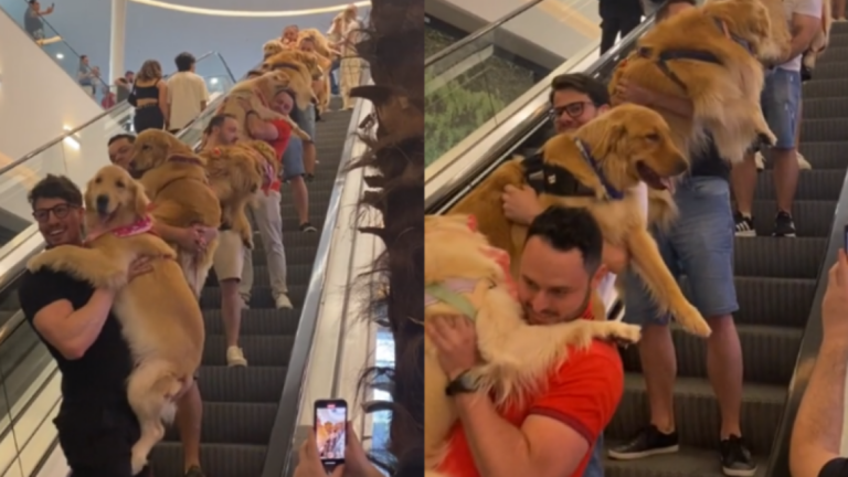 Realizan encuentro de perros en un centro comercial de Brasil