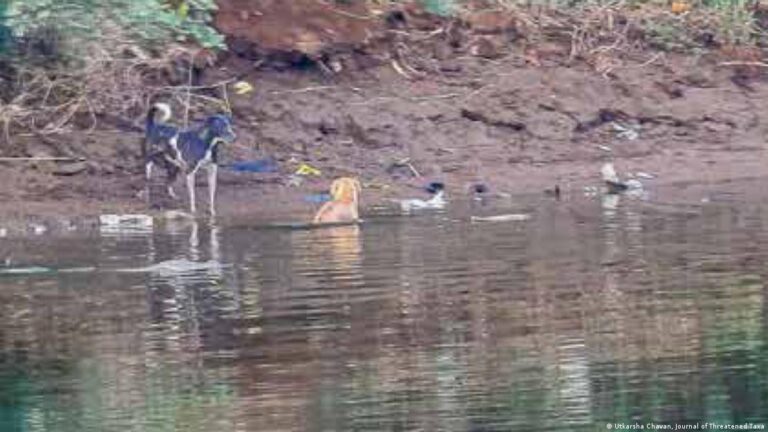 Un perro es salvado por unos cocodrilos