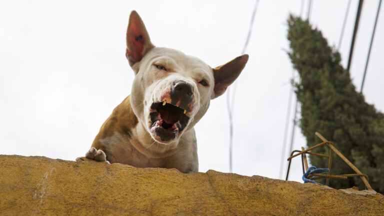 Perro salva a sus dueños de cuatro ladrones