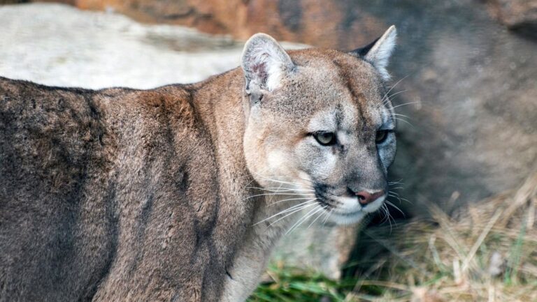 Una rara enfermedad “fatal” en gatos es detectada en Estados Unidos