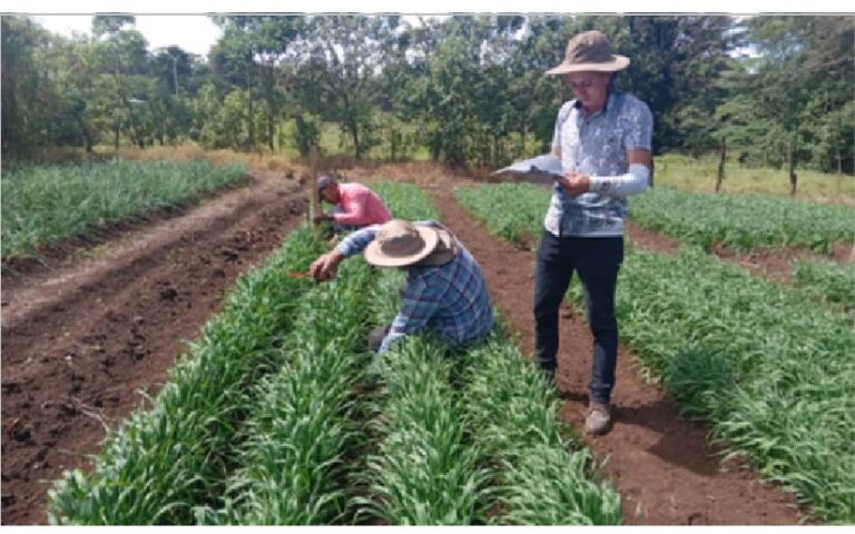 Sistema Nacional de Producción realiza estudios en variedades de trigo