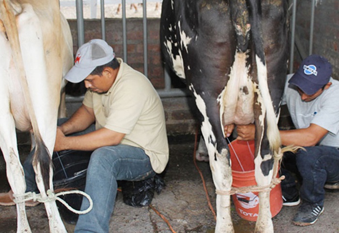 Crece el sector lácteo, miel, hortalizas y legumbres en Nicaragua