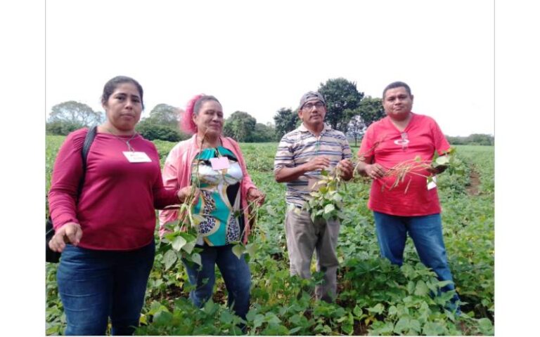 Productores conocen nueva variedad de frijol rojo “INTA Productivo”