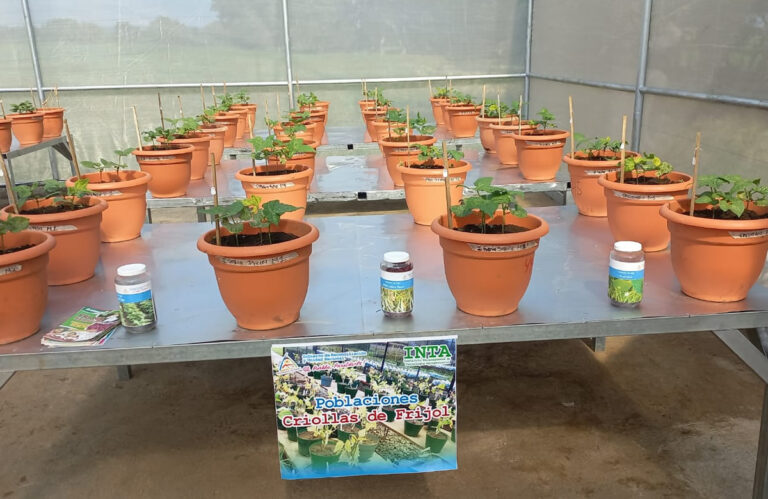 INTA inaugura invernadero de hibridación del cultivo del frijol en Carazo