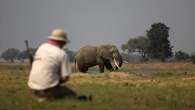 Sacrifican a centenares de elefantes
