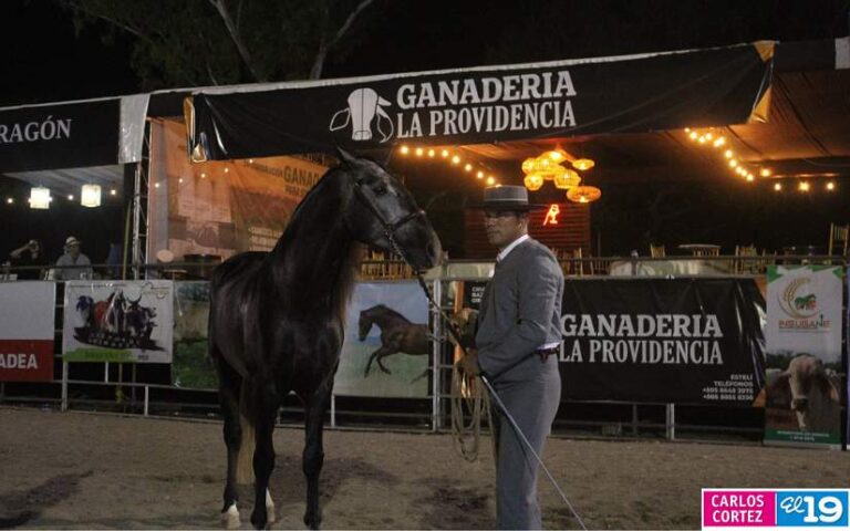 Exhiben bovinos y equinos en la primera Feria Ganadera en Estelí