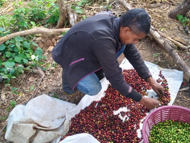 Rosario destaca cierre del Plan de Protección y Seguridad de la Cosecha Cafetalera