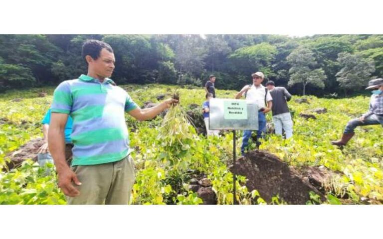 INTA presenta nueva variedad de frijol