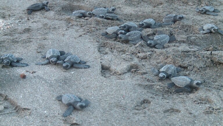 Liberan a tortuguillos en el Refugio de Vida Silvestre Escalante-Chacocente