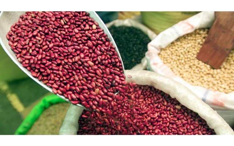 Nicaragua proyecta aumento en la siembra de postrera de frijol y maíz