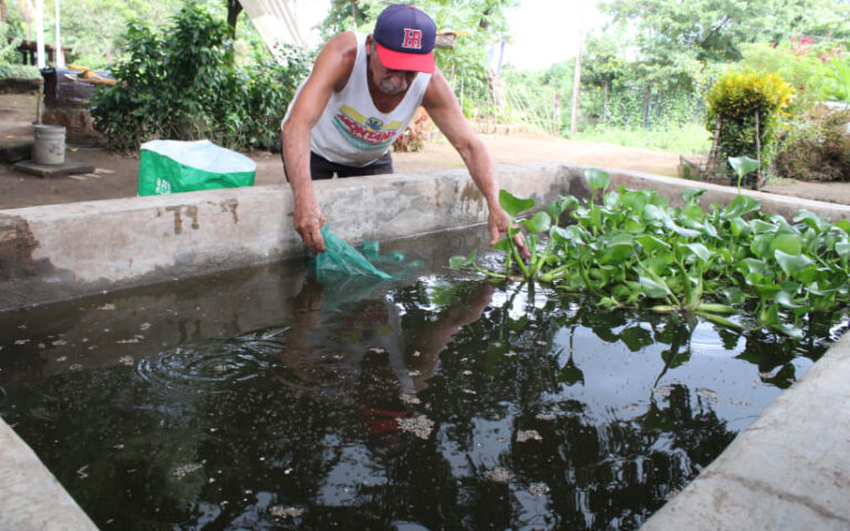 Inauguran estanque artesanal para el cultivo de tilapias en la comarca Las Jagüitas