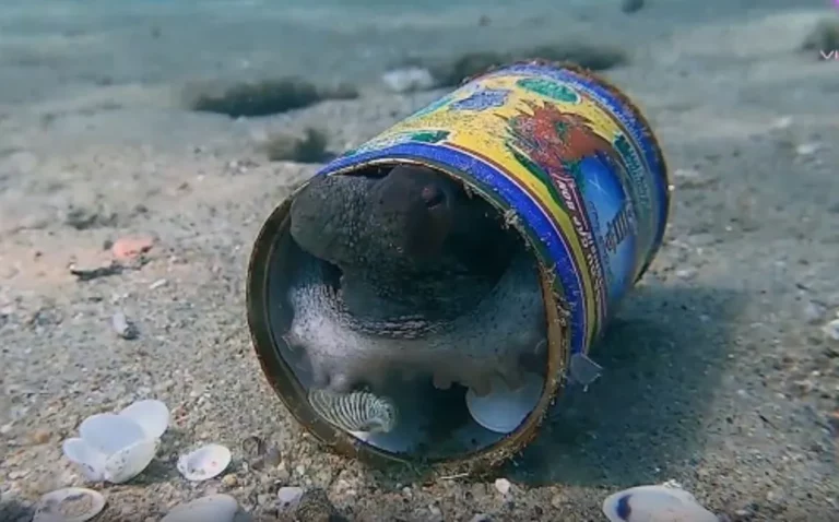 Buzo descubre a un pulpo viviendo en una lata