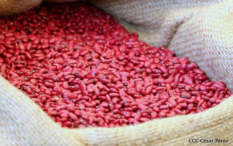 Crece 7% la producción de frijol en Nicaragua