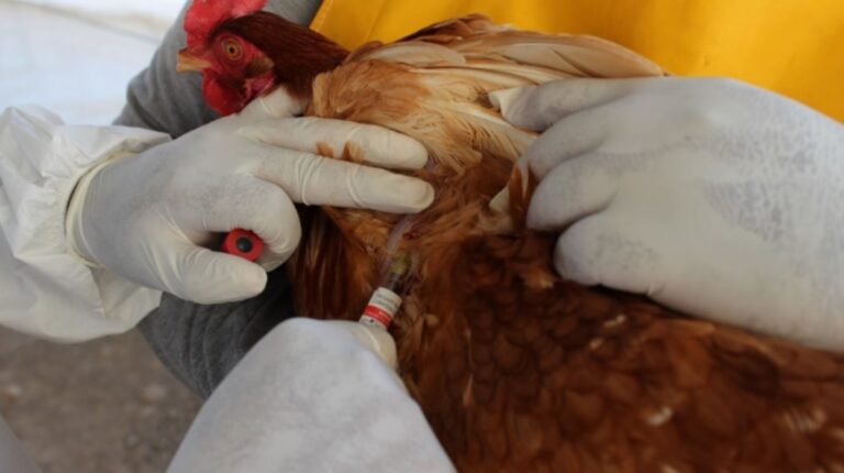 Nicaragua se prepara con simulacro de campo sobre la Influenza Aviar