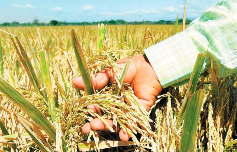 Buenas perspectivas en producción de arroz secano y de riego