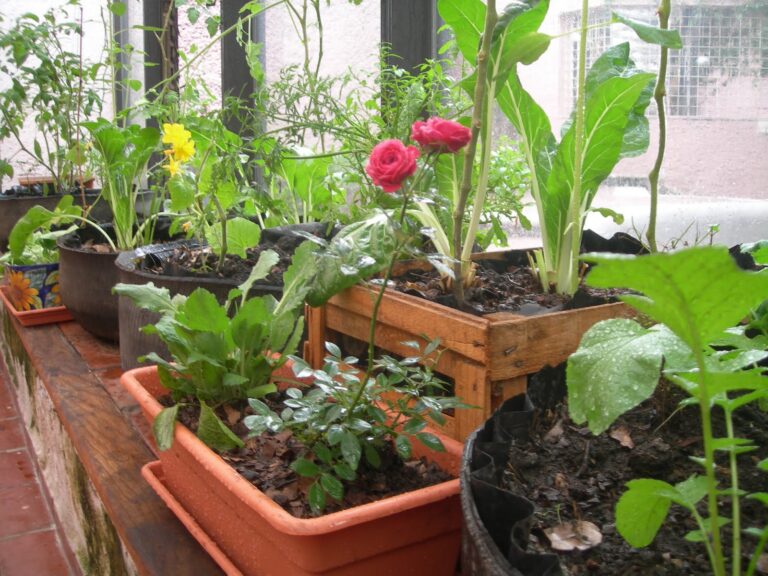 Emprendedores plantas ornamentales conocen tips para incrementar sus ventas