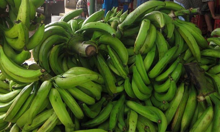 Crece la producción de plátano en Nicaragua
