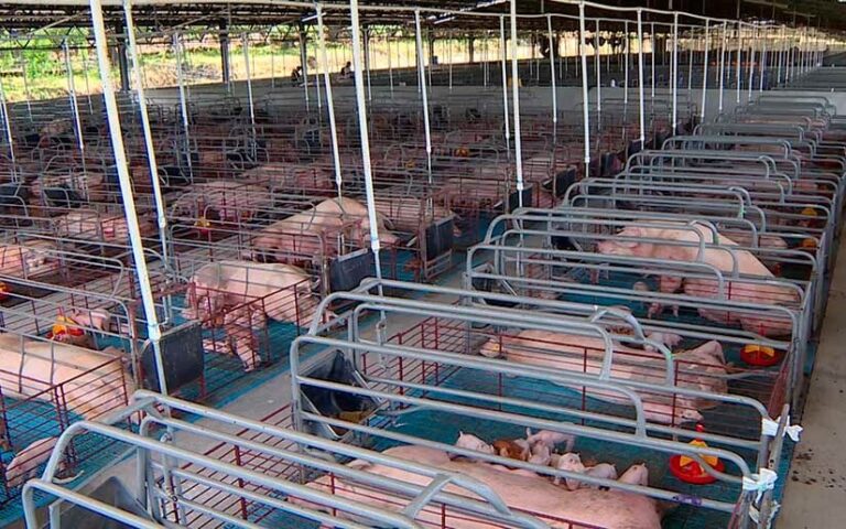 Producción de carne porcina presenta incremento