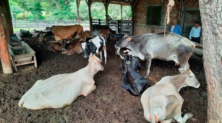 Capacitan a productores sobre tecnología de alimentación bovina