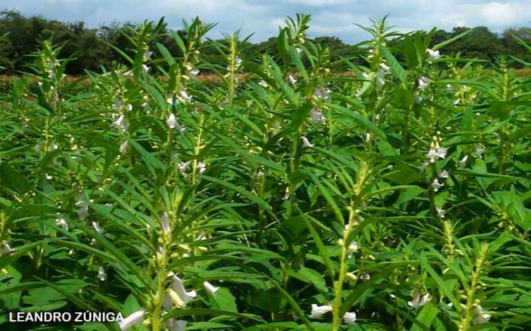 Nueva variedad de ajonjolí presenta altos niveles de rendimiento