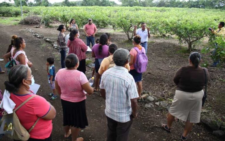 Promueven el incremento de la productividad del cultivo de guayaba