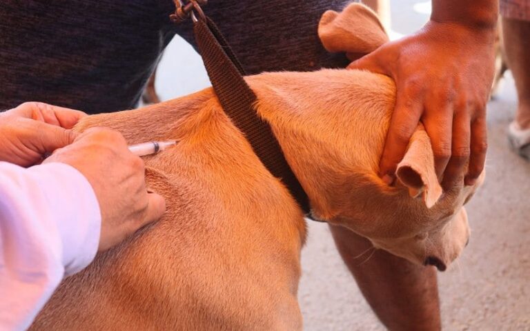 Inicia Jornada Nacional de Vacunación Canina