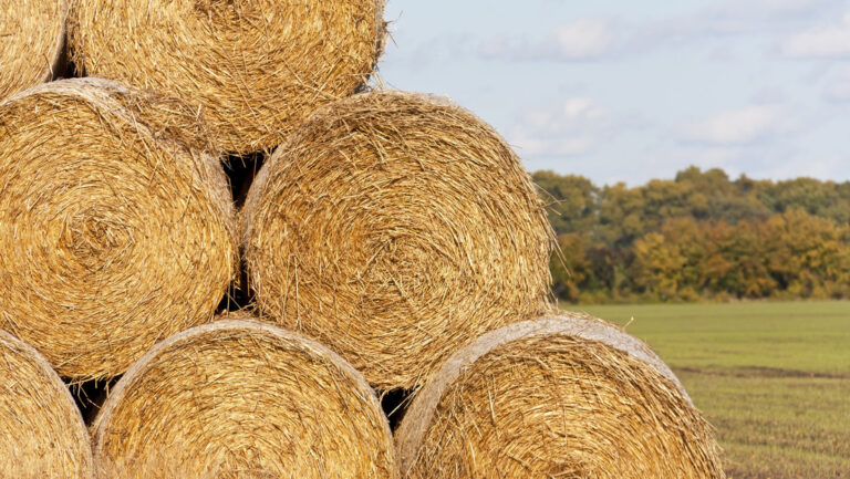 Levanta muro de paja para bloquear la vista de su vecina