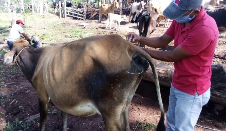 Programa de Inseminación Artificial presenta buenos resultados