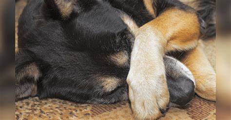 Acusan a hombre por maltrato animal en Colombia