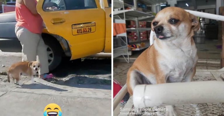 Perrito viaja solo en un taxi privado para ir al veterinario