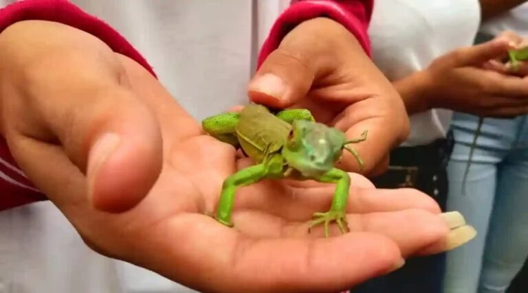 Liberan a 100 iguanas verdes en el Volcán Masaya
