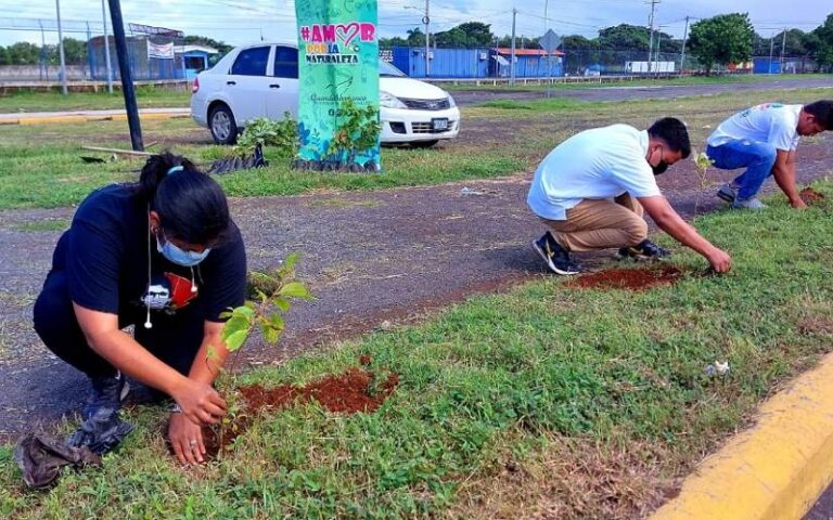 Más de 60 árboles de madroño fueron sembrados en Tipitapa