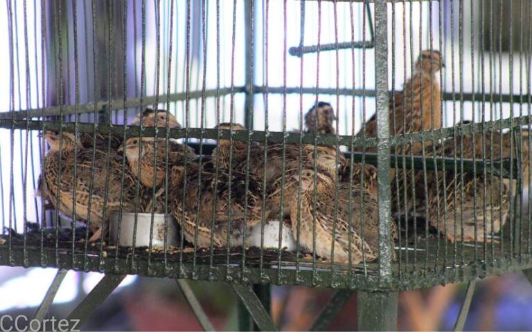 MEFCCA promueve instalación de nuevos criaderos de Codornices