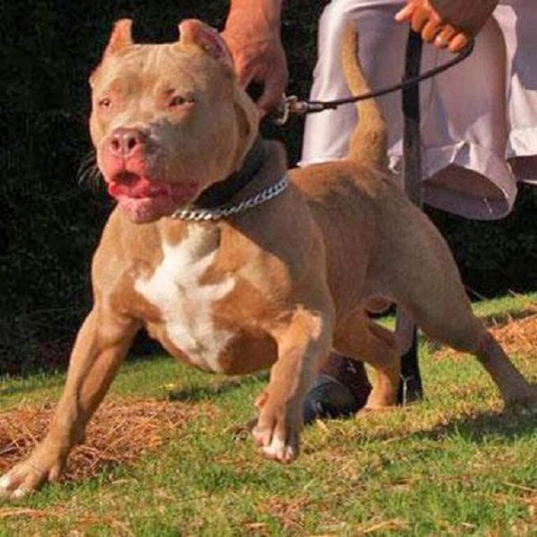 Dos niños mueren al ser atacados por perros Pitbull