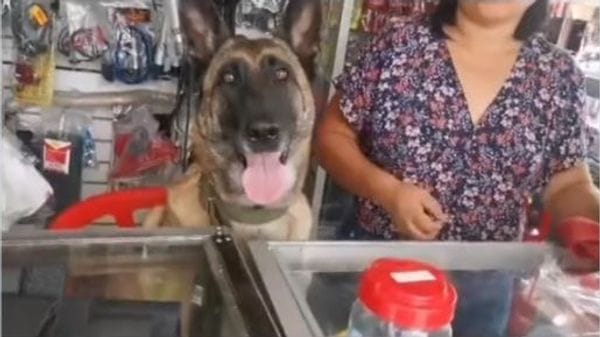 Perra se vuelve sensación al ayudar a su dueña a despachar en una ferretería