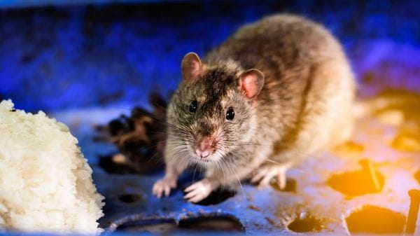 Rata saltó en plato de comesal