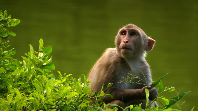 Chinos trasplantan órganos de un cerdo a cuatro monos