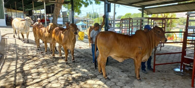 Nandaime sede de la Feria Ganadera